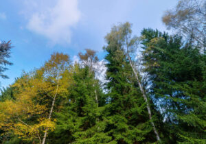 Pension Garni zur Försterei in Jägergrün im Erzgebirge / Vogtland - www.zur-foersterei.de - Urlaub im im Erzgebirge / Vogtland