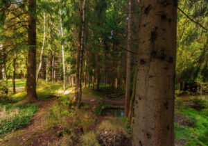Pension Garni zur Försterei in Jägergrün im Erzgebirge / Vogtland - www.zur-foersterei.de - Urlaub im im Erzgebirge / Vogtland
